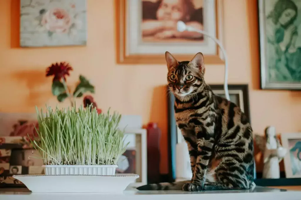 pregnancy bengal cat