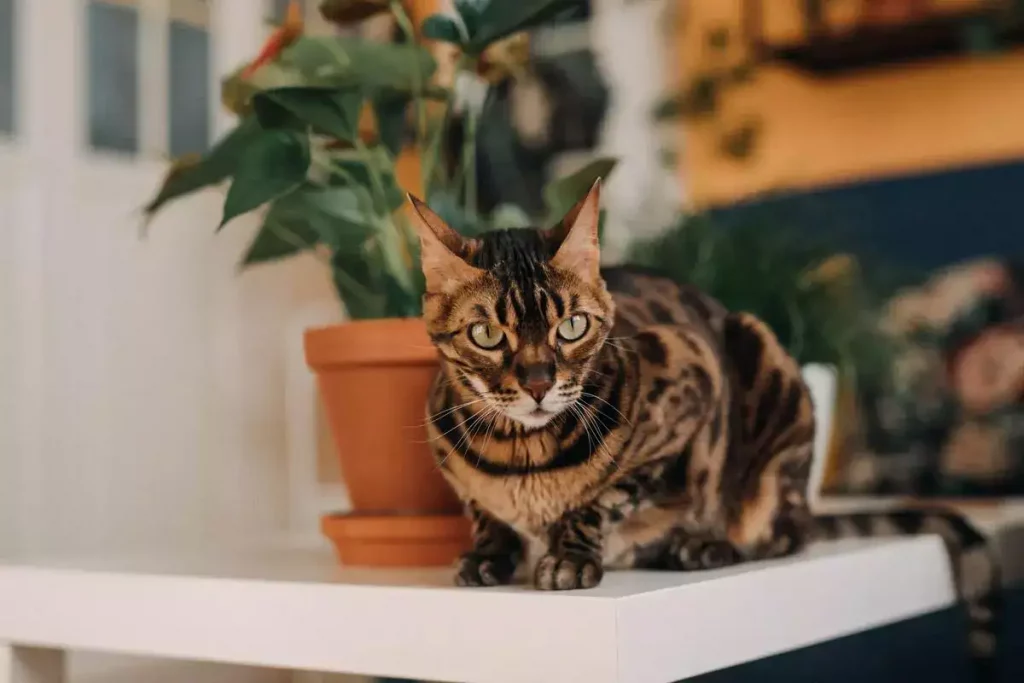 pregnant bengal cat