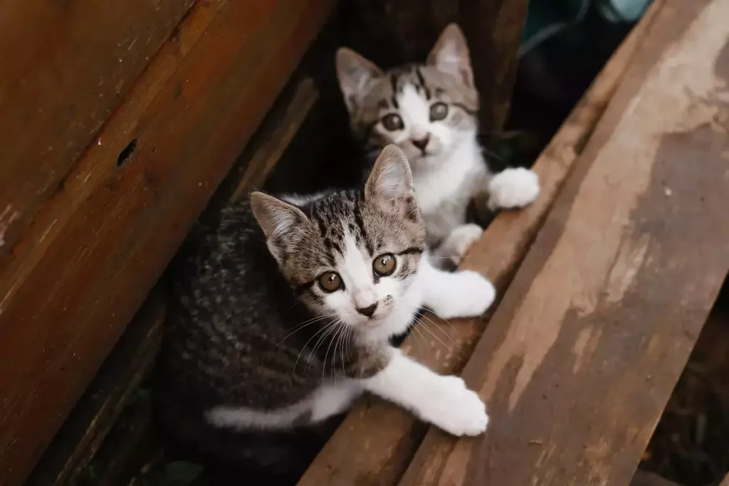 two kittens 1