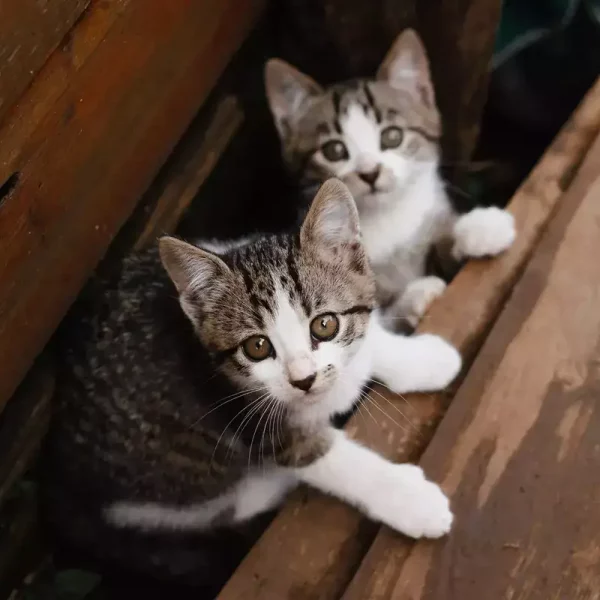 two_kittens