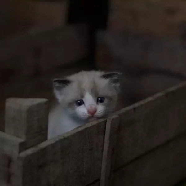 Persian_kitten