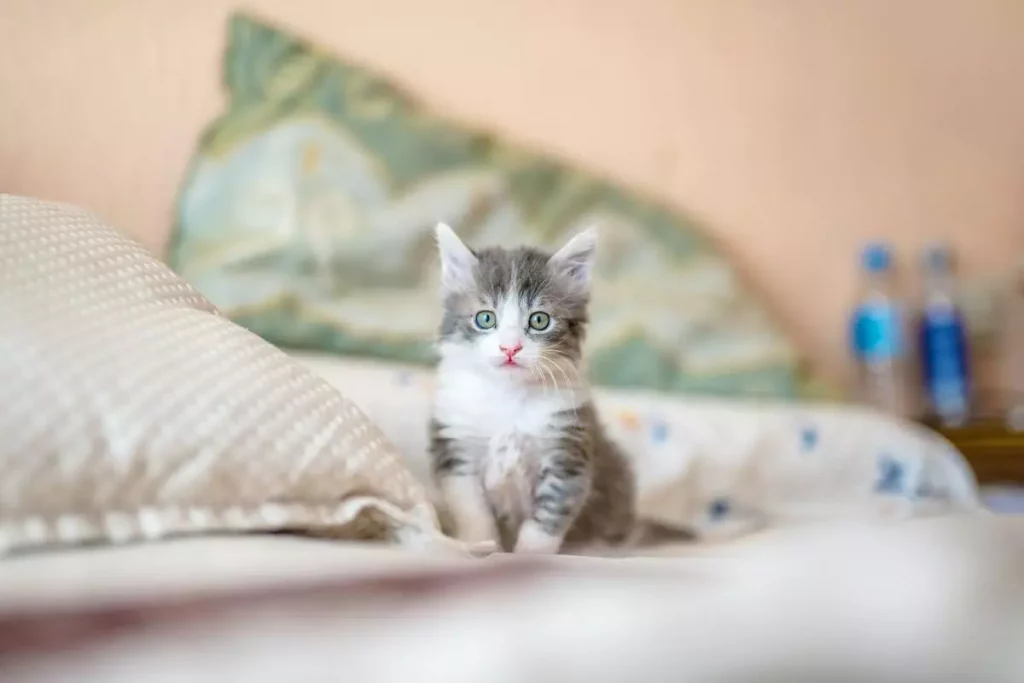 Persian kitten on bed