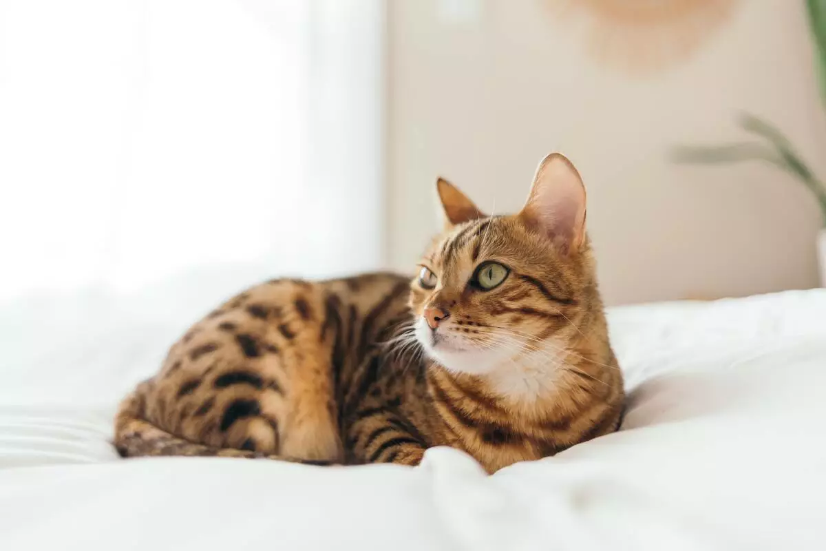 bengal_cat_following_everywhere