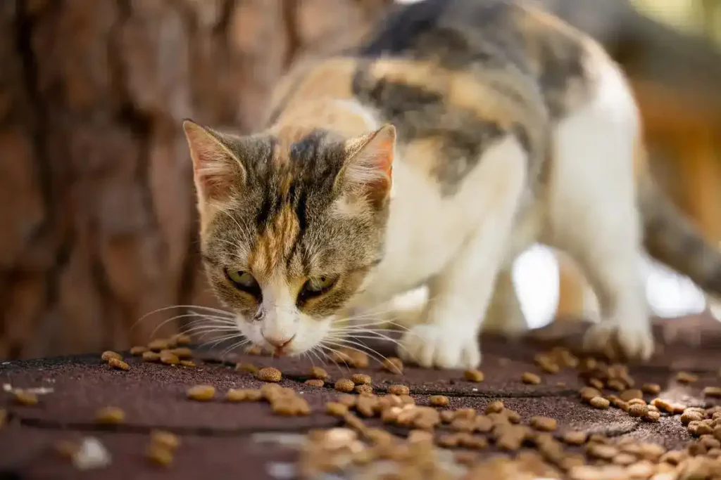 cat eating used tissues