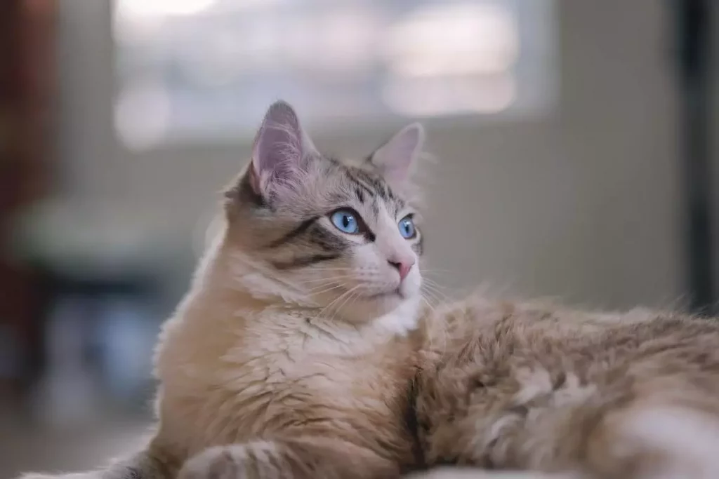 cat-in-kitchen