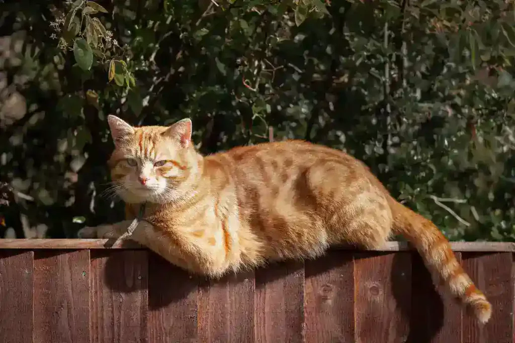 cat jumped after getting neutered