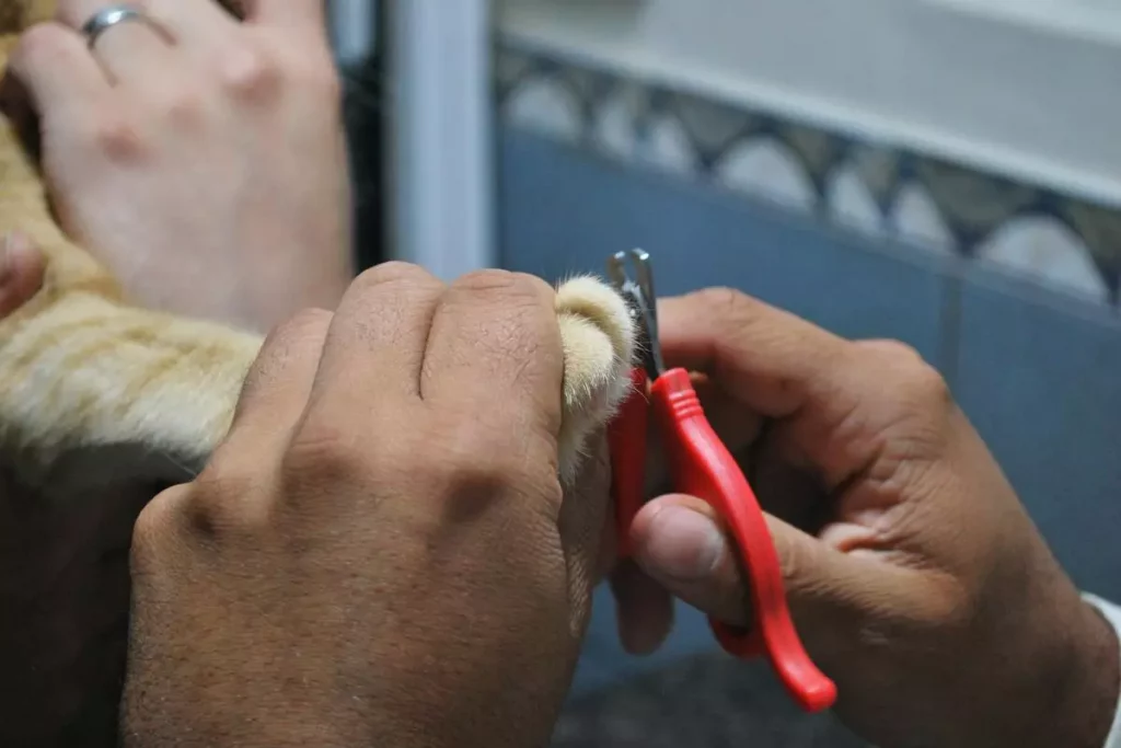 cat nail length