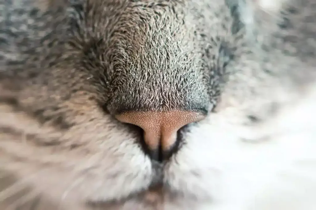 cat nose