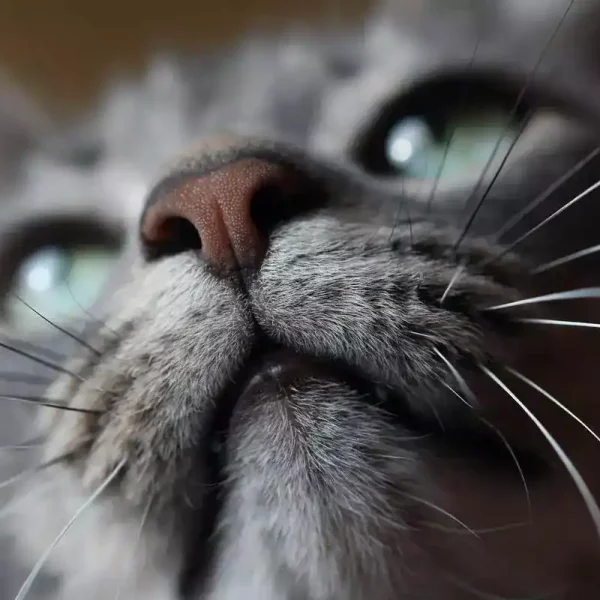 cat-nose-white-spots
