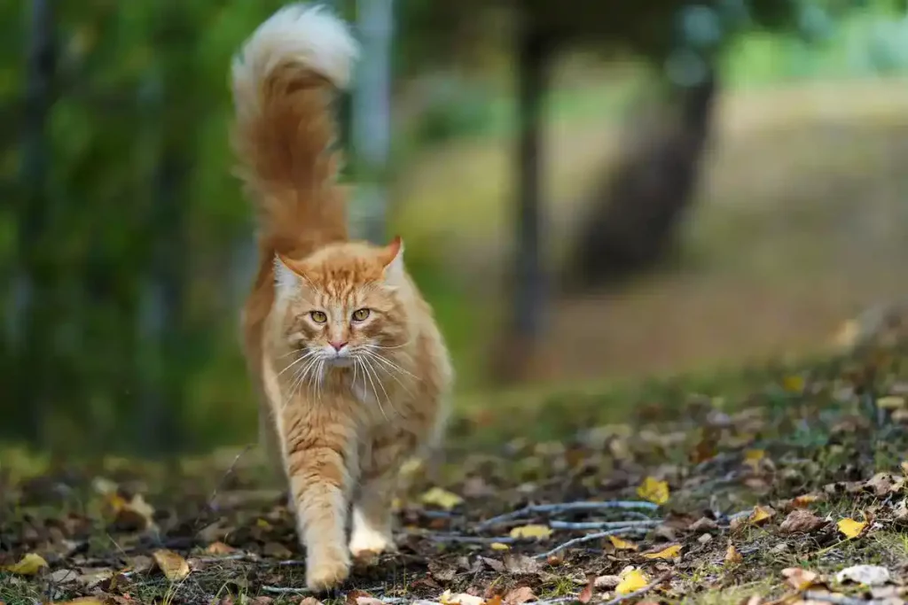 cat outside walking in maggots