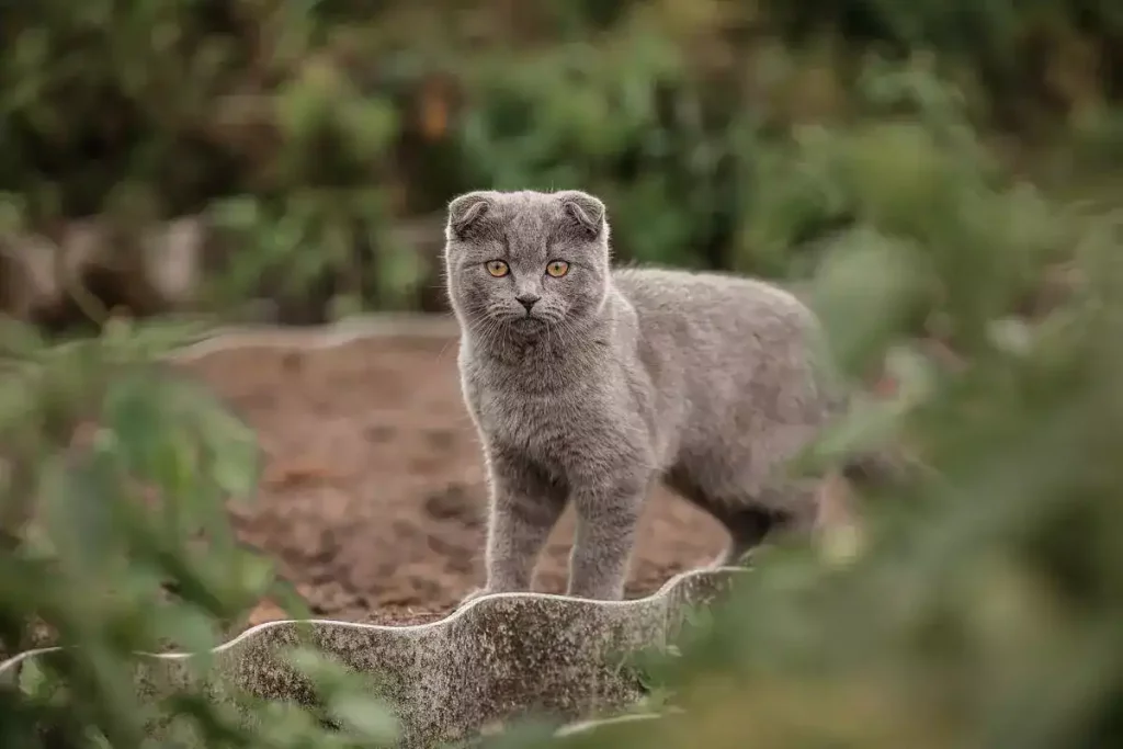 cat outside with maggots