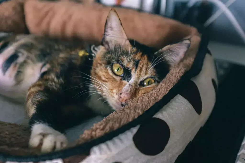 cat sleeping in basket