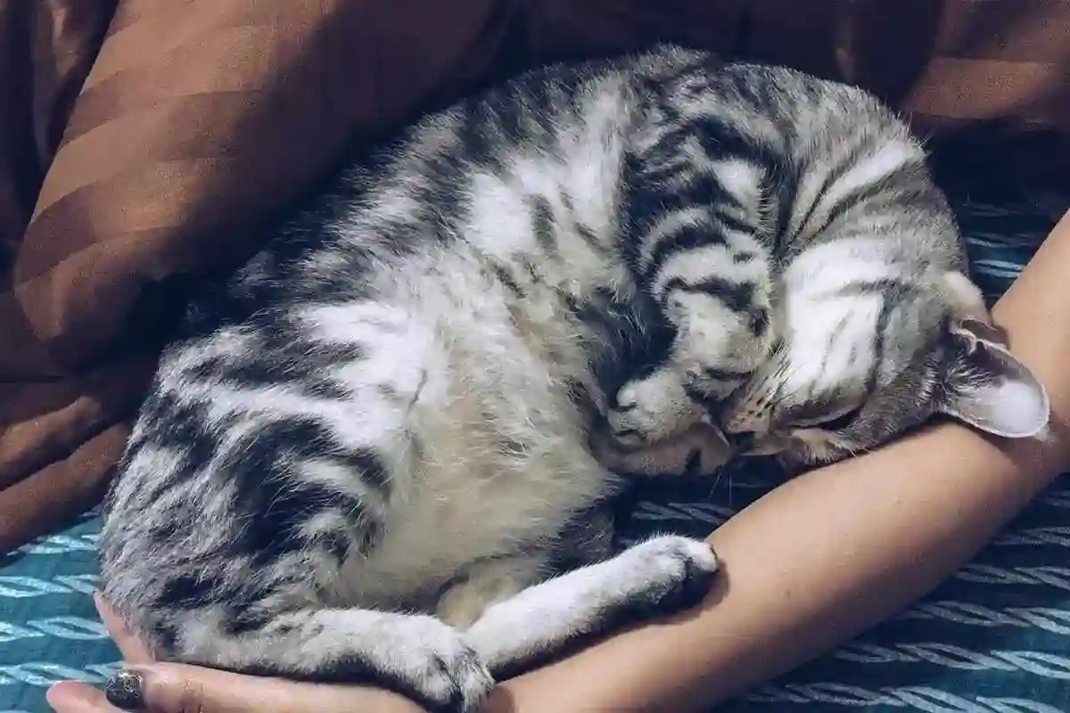cat-sleeping-on-top-of-me