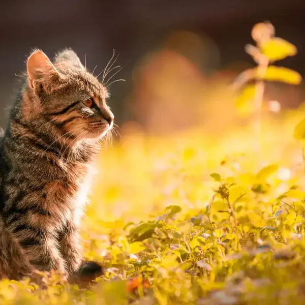 cat-staring-in-field