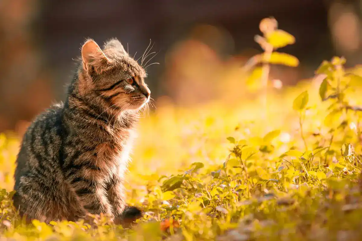 cat-staring-in-field