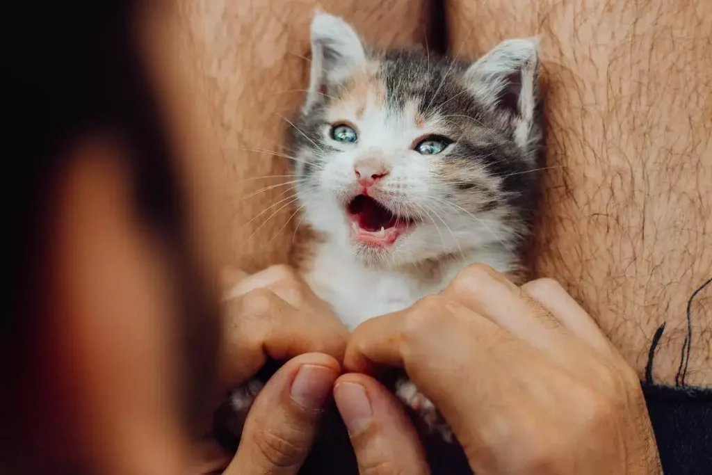 kitten getting tickled