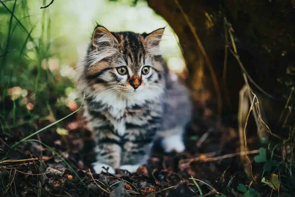 kitten inside forest