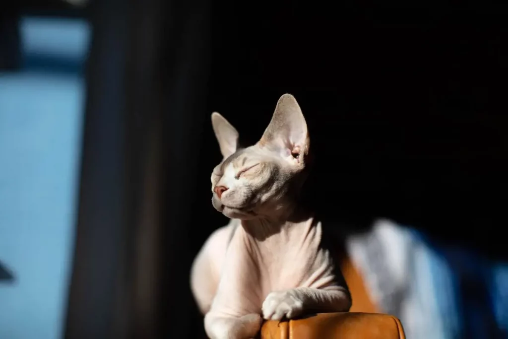 sphynx basking in the sun