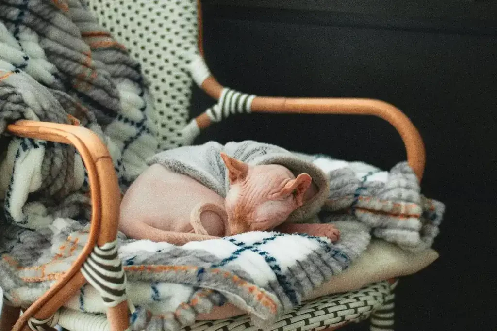 sphynx kitten sleeping