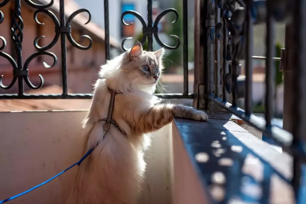 cat harness outside