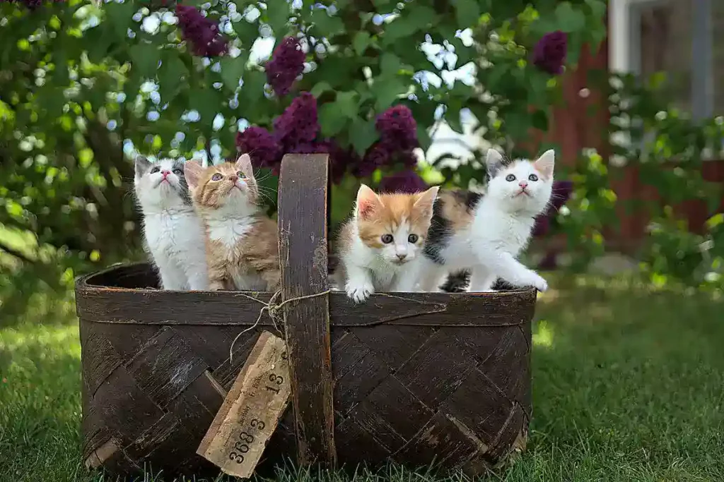 kittens in a basket